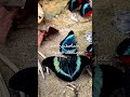 Oh Butterfly Butterfly Song Whatsapp Status Lyrical Status Shorts