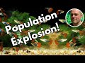 How To Control Your Guppy Population 9 Suggestions For What To Do With Too Many Baby Guppies