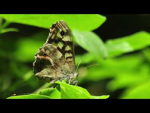 Canon powershot SX430 IS sample photos