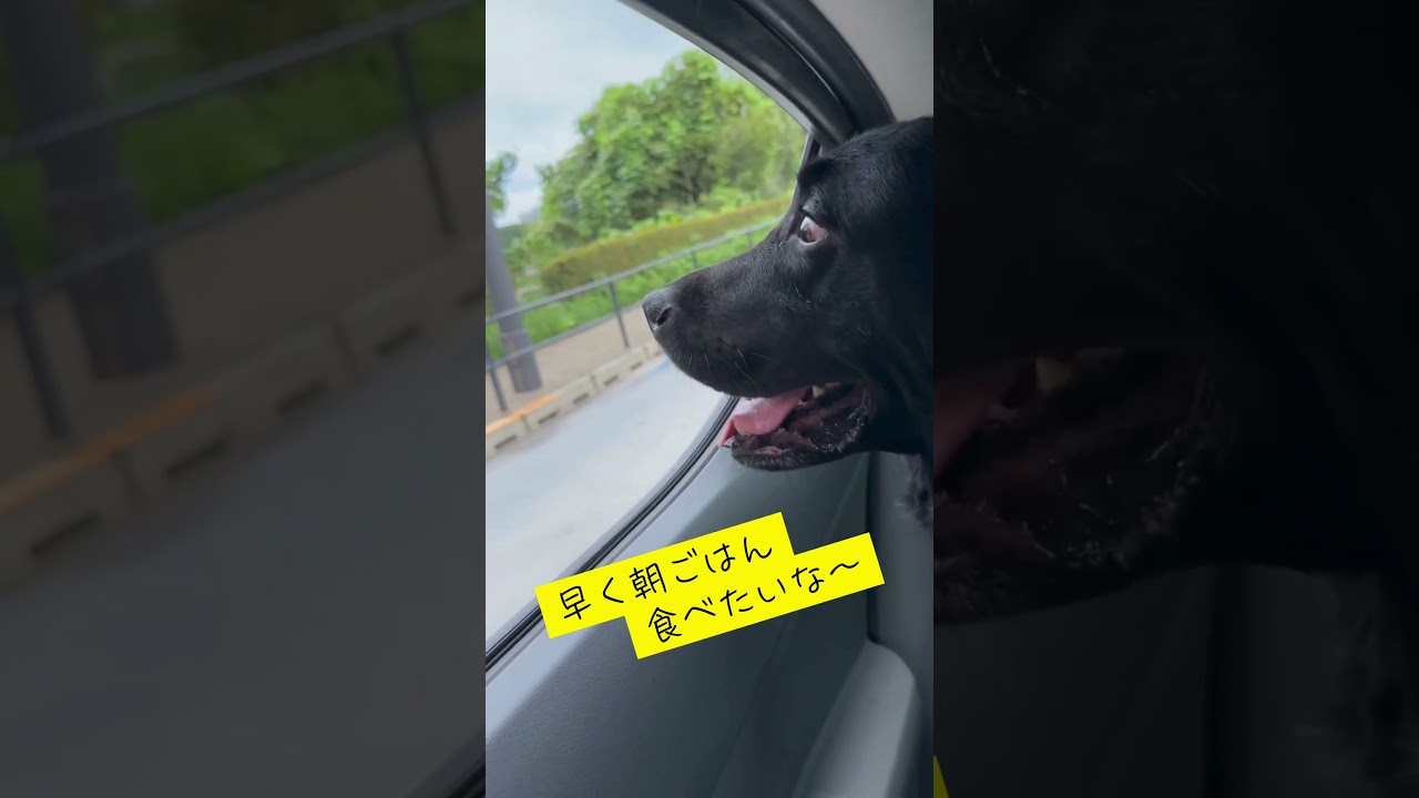 盲導犬からキャリアチェンジして6年目の黒ラブ「カフィ」車で毎朝出勤中