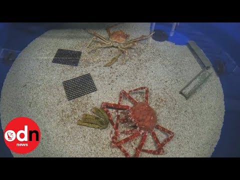 Huge crab sheds its shell in fascinating video