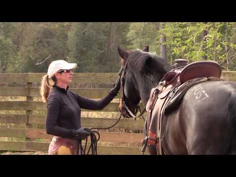 Cobra the Mustang -Follow Your Wild Heart- From Wild to World Champion