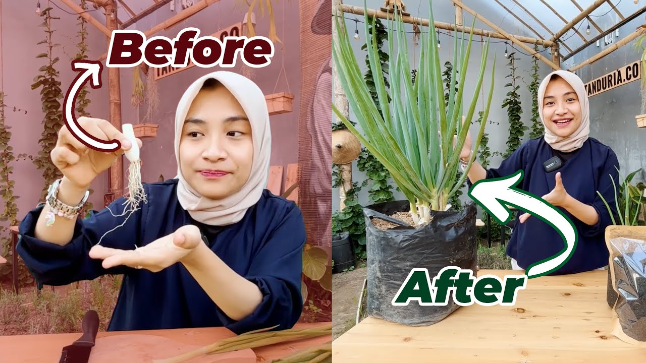 GAK HABIS-HABIS! Cara Punya Bawang Gratis Tiap Hari dari Depan Rumah | GARDENER CUPU 2