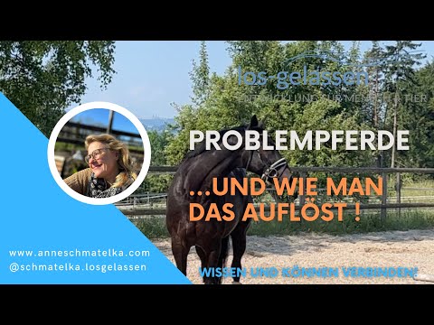 Problempferde | wie man Durchgehen in den Griff bekommen kann