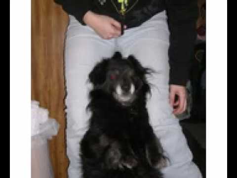 Evil Pichu  the Amazing Talking dog