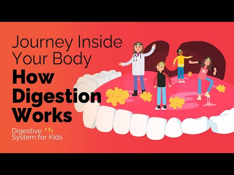 Journey inside your body to see how digestion works | Digestive System for Kids | badgut.org