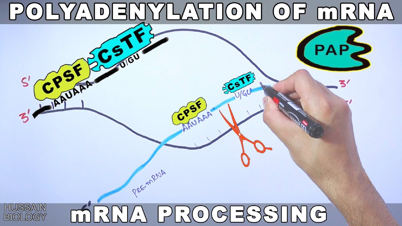 Polyadenylation of mRNA - YouTube