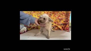 Video preview image #1 Poodle (Toy) Puppy For Sale in Seattle, WA, USA