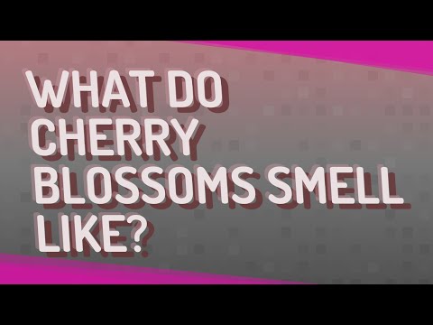 download lagu mp3 mp4 Cherry Blossom Smell, download lagu Cherry Blossom Smell gratis, unduh video klip Cherry Blossom Smell