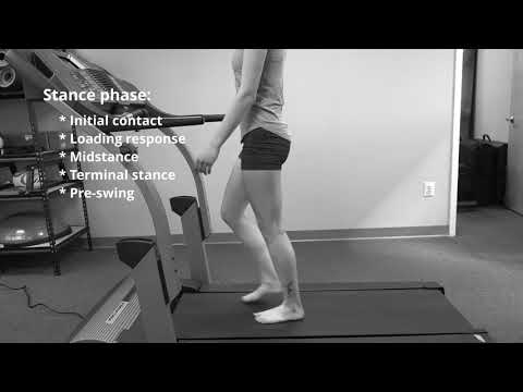 Phases of the Gait Cycle 1