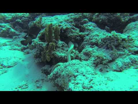 Mnemba Atoll - Tauchgang