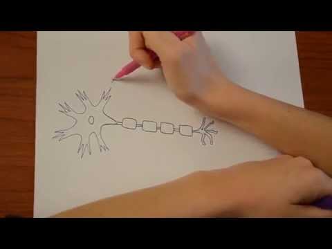 Saltatory Conduction