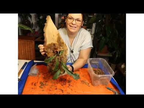 Łosie Rogi reanimacja i eksperyment #domowadżungla #roślinydomowe #łosierogi