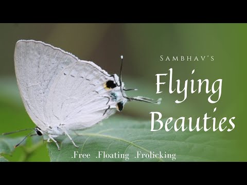 Diversified part-2 | Flying Beauties | Sambhav