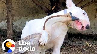 Download lagu Dog Can’t Wait To Wake Up His Goose Sister Every Morning | The Dodo mp3