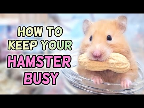 How to Keep Your Hamster BUSY (Awaken Natural Hamster Instinct)