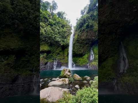 Dos Novillos 🇨🇷🍃 Guacimo de Limón📍 #nature #world #love #life #live