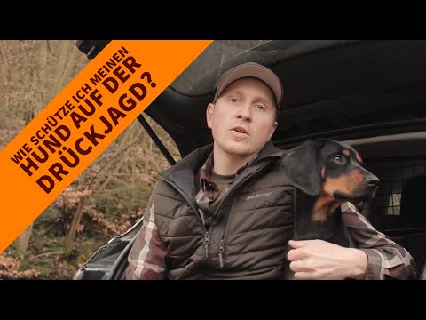 Interview zur Wahl der richtigen Hundeschutzweste: Wie schütze ich meinen Hund auf der Drückjagd?