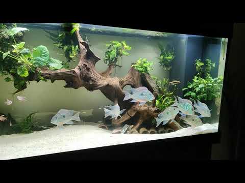 Juwel Rio 450, geophagus sveni "Rio Parana"