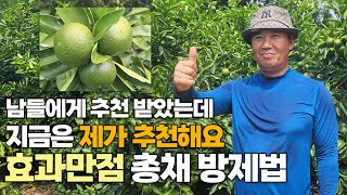 감귤 재배 고수가 자신있게 추천하는 총채벌레 방제법! 딱 한가지만 기억하세요