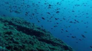 preview picture of video 'SCUBA @ Grotta della Colombara, Portofino, Italy'