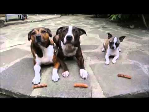 Little Dog Steals Big Dogs Sausages