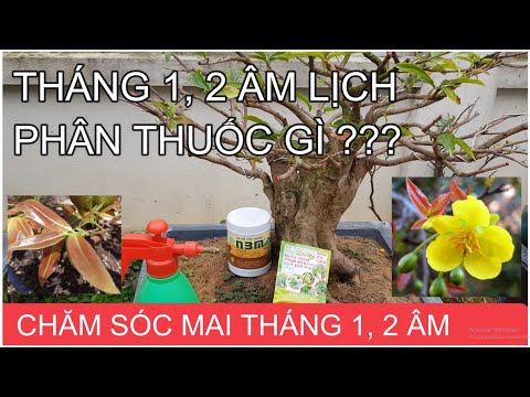 🔴 QBS2123 - Chăm sóc mai vàng tháng 1 âm lịch || Mai Vàng Miền Bắc || Phân thuốc cho mai tháng giêng