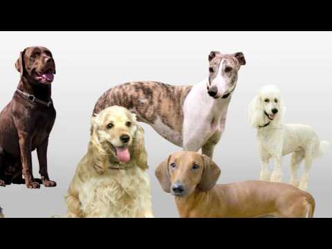 20 Dogs - Funny Song for Kids Naming 20 Different Dogs