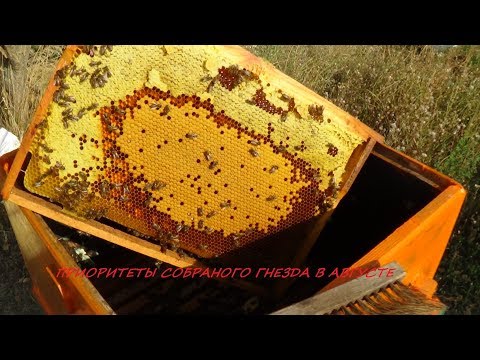 Нужна ли сборка пчелиного гнезда в августе???