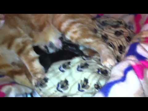 Cat given birth to her first litter