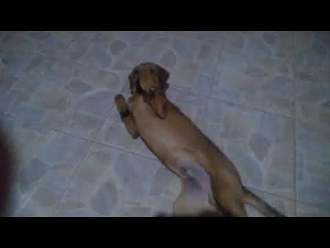 o meu cachorro tá doido