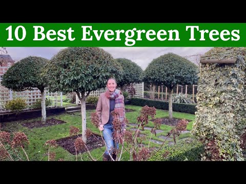 10 Best Evergreen Trees for year round structure