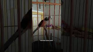 Download lagu Pentet Raja #shortvideo #bird #birds #shortsvideo #bird #birdsounds mp3