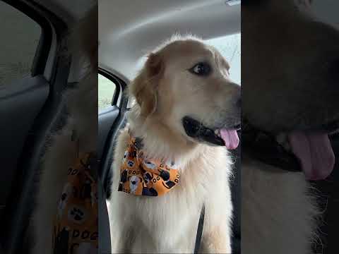 #hiphop #rapmusic #freestyle #dog #goldenretriever #goldenretreivers #doglover #puppy #music #rap