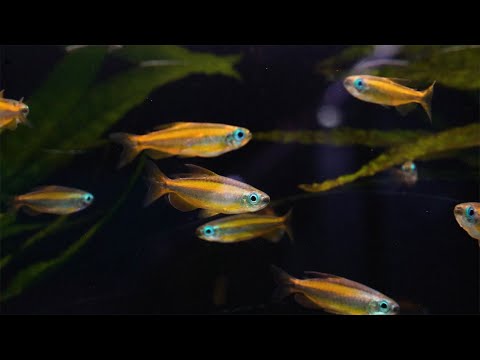 Goldener Kongosalmler - Phenacogrammus aurantiacus