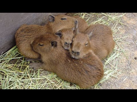 Capybara baby! Cuteness Overload! 😍 Izu Animal Kingdom in Japan