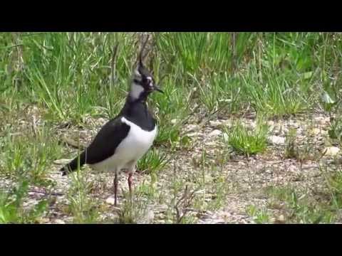 Vivak - Vanellus vanellus - Northern lapwing with a chick