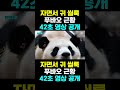 pandatv 자면서 귀 씰룩 푸바오 근황42초 영상 공개 푸바오 러바오 아이바오