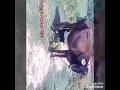 Cow Feeding Milk To Small Goats MUST WATCH VIDEO