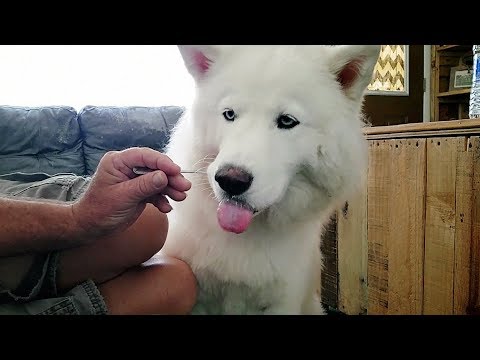 Can't Say No To A Beautiful Husky | She Wants Ice Cream