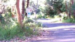 preview picture of video 'Carter's Creek, A, Lane Cove National Park'