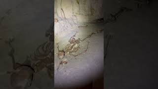 Exploring Paris - The Catacombs || The Skeleton  #abandoned #paris #urbex #explore