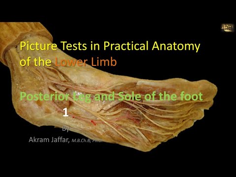 Picture Tests in Anatomy Posterior Leg and Sole 1