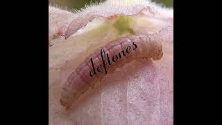 Deftones - &quot;Pink Larva (Mega Maggit): A Deftones Mashup