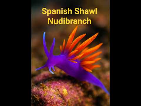 Spanish Shawl Nudibranch : The Most Colorful Killer in the Ocean#facts#animals#wildlife#didyouknow