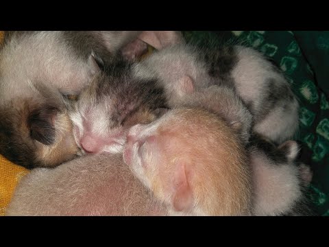 🐈this is sooo adorable 😍kittens playing with sibling 🐱❤
