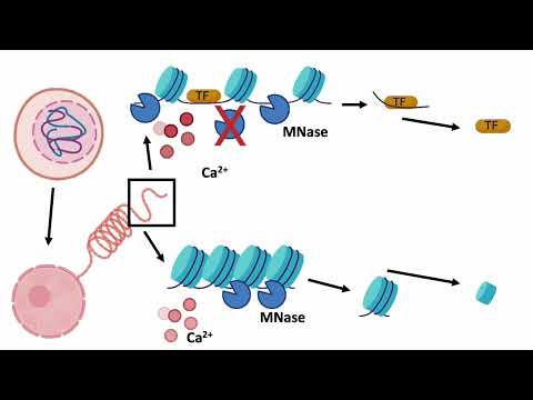 An Introduction to MNase-seq