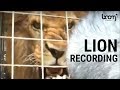 BOOM LIBRARY | Lion Recording #shorts