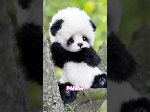 OS ANIMAIS MAIS FOFOS DO MUNDO #youtubeshorts #youtube #shorts