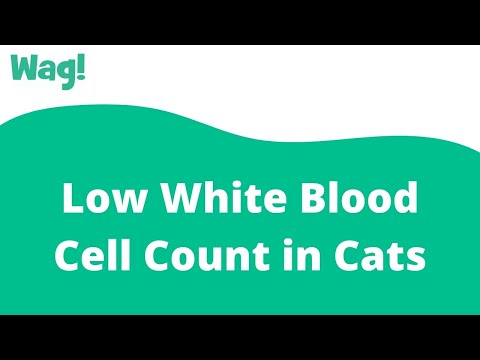 Low White Blood Cell Count in Cats | Wag!
